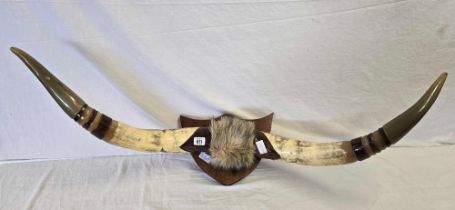 PAIR OF MOUNTED BULL HORNS