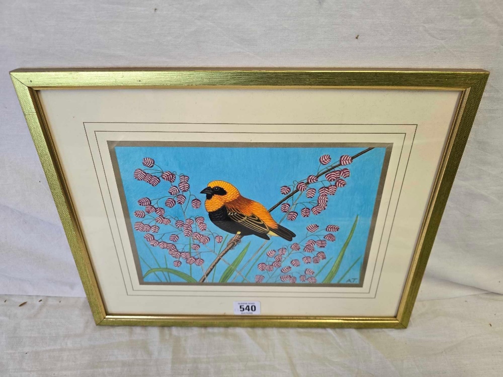 AMY TWINNING [1917-2015] FINE WATERCOLOUR OF A GRENADIER WEAVER BIRD PERCHED C ON QUAKING GRASS,