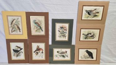 SET OF 9 COLOURED LITHOGRAPHS OF BRITISH BIRDS PUBLISHED BY WYMAN & SONS, IN GOOD MOUNTS, UNFRAMED,