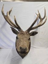 MOUNTED DEER'S HEAD