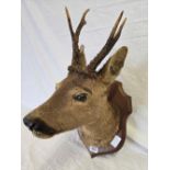 MOUNTED ROE DEER'S HEAD