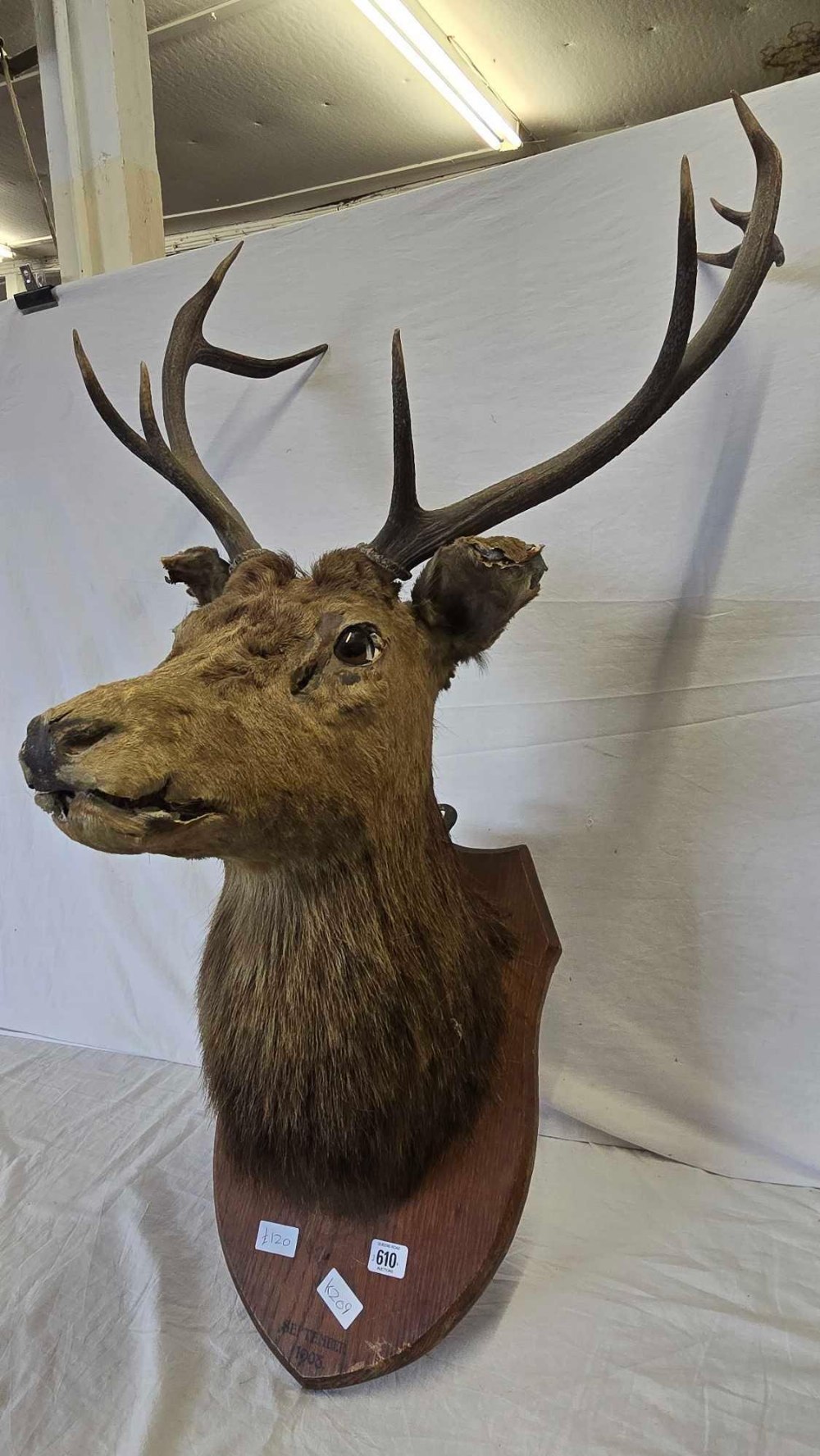 MOUNTED DEER'S HEAD - Image 2 of 5