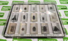 15x insect paperweights in presentation case