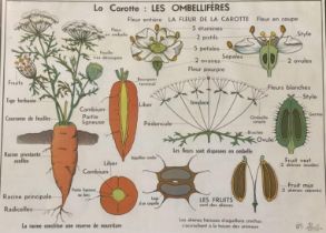 A framed French 1970's colour printed poster titled "La Carotte: Les Ombellifères. (64cmx87cm)