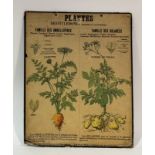 A Deyrolle, Paris 1930's/40's Plantes Dicotylédones illustrated poster of Carotte and Pomme De