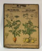 A Deyrolle, Paris 1930's/40's Plantes Dicotylédones illustrated poster of Carotte and Pomme De