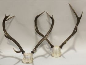 A pair of 10 point Dura red deer stag antlers, on a quarter scull (W63cm) together with a pair of