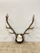 A pair of ten point Jura red dear antlers, mounted on a shield wall plaque covered in Anta fabric.