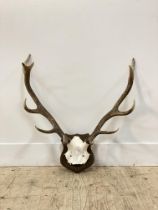 A pair of ten point Jura red dear antlers, mounted on a shield wall plaque covered in Anta fabric.