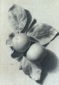 Unknown Artist (Richard Henry Brock?), Still life of Apples, pencil on paper, stamped initialled E.