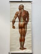 A 1930's anatomical poster, Deutsches hygiene museum, Dresden, 198cm x 91cm.