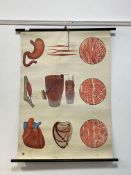 A 1930's German Anatomical poster, 'Deutsche Hygiene museum, Dresden, depicting cardiovascular