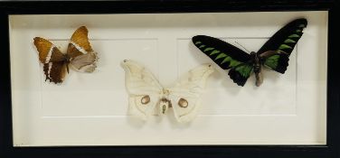 Lepidoptera interest, a box frame containing three butterflies H x 19 L 41cm