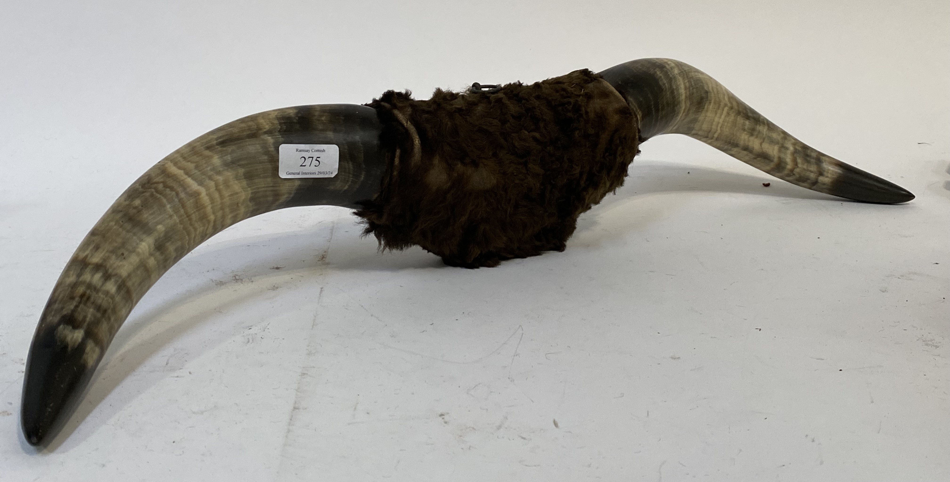 A pair of mounted bull horns. L73cm (taxidermy interest)