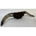 A pair of mounted bull horns. L73cm (taxidermy interest)