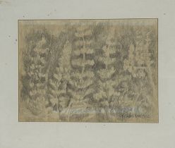 Property of the Late Countess Haig, Richard Box?, A study of Delphinium’s, pencil sketch, signed and