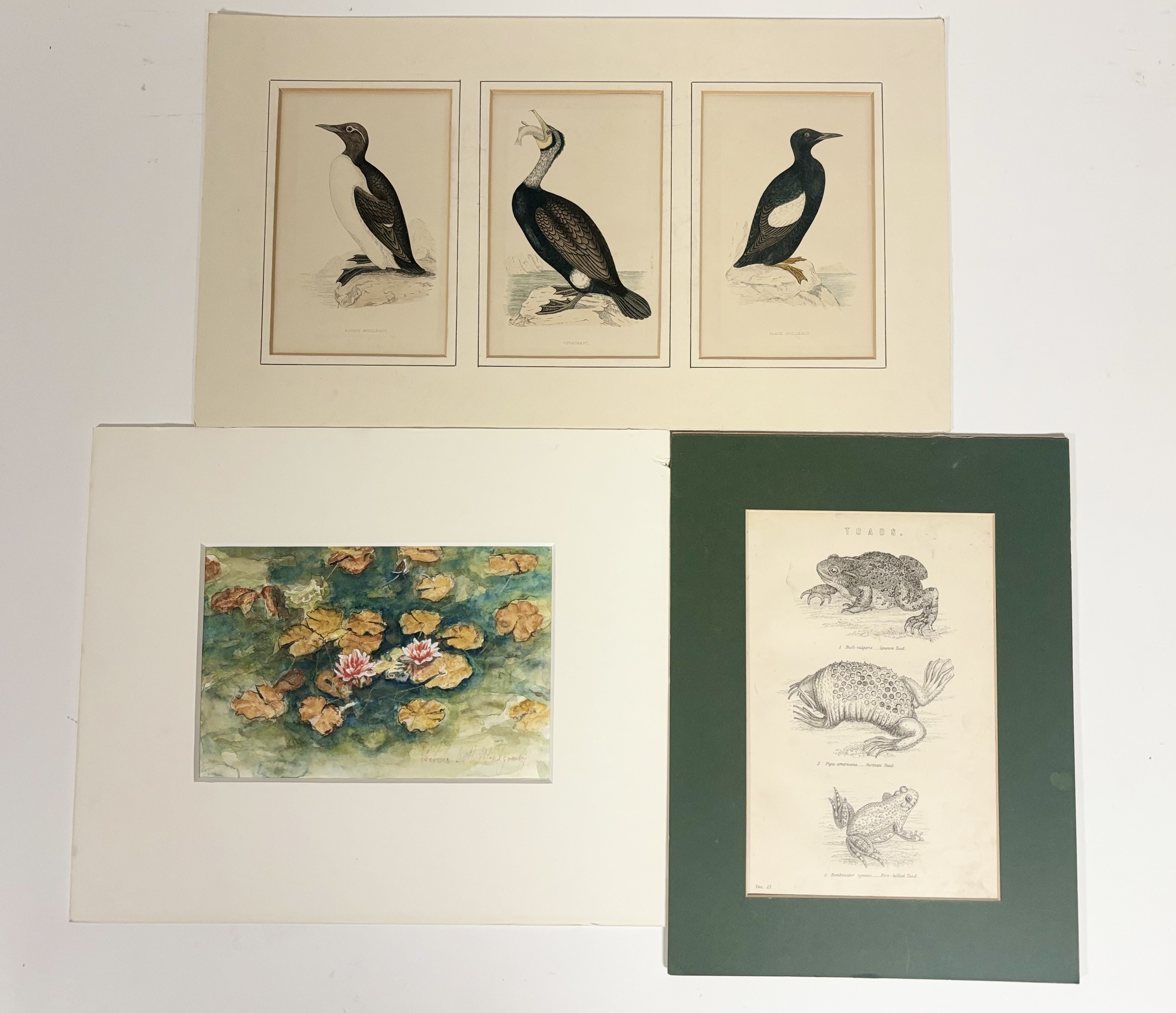 A collection of unframed mounted works comprising, A set of three sea birds, coloured engravings