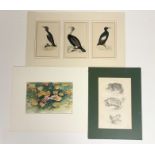 A collection of unframed mounted works comprising, A set of three sea birds, coloured engravings