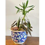 A modern Chinese planter with sea blue ground and all over chrysanthemum decoration no signs of