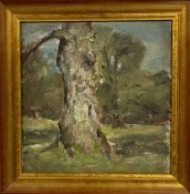 Property of the Late Countess Haig -  Emily Balfour Melville (née Haig) (1844-1958), Study of a tree