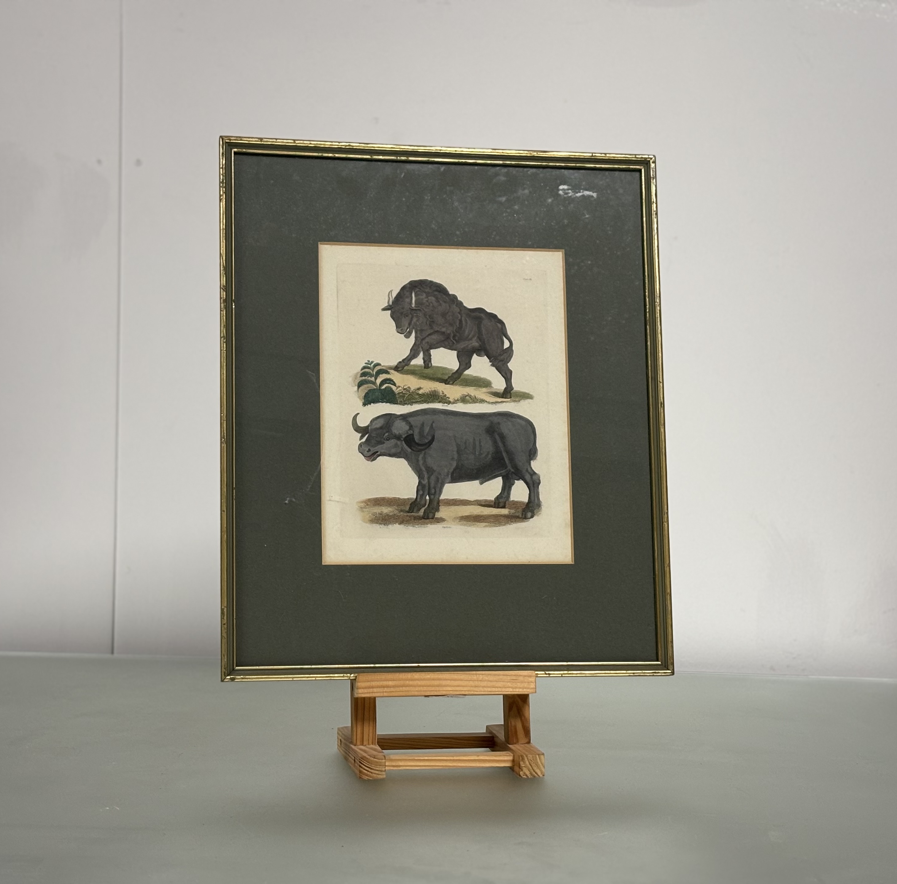 A set of nine Natural History coloured engravings of bison, bears and other mammals, c. 1820-30, - Image 5 of 10