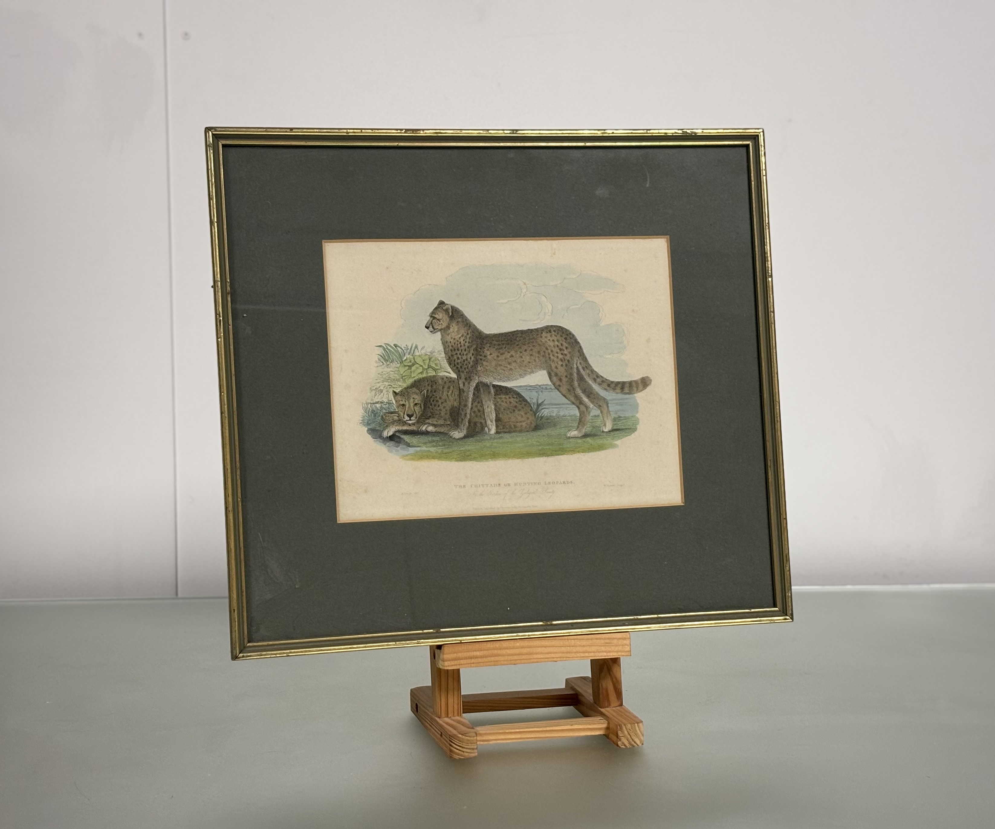 A set of eight Natural History coloured engravings of dogs, big cats and other mammals, c. 1820- - Bild 7 aus 10
