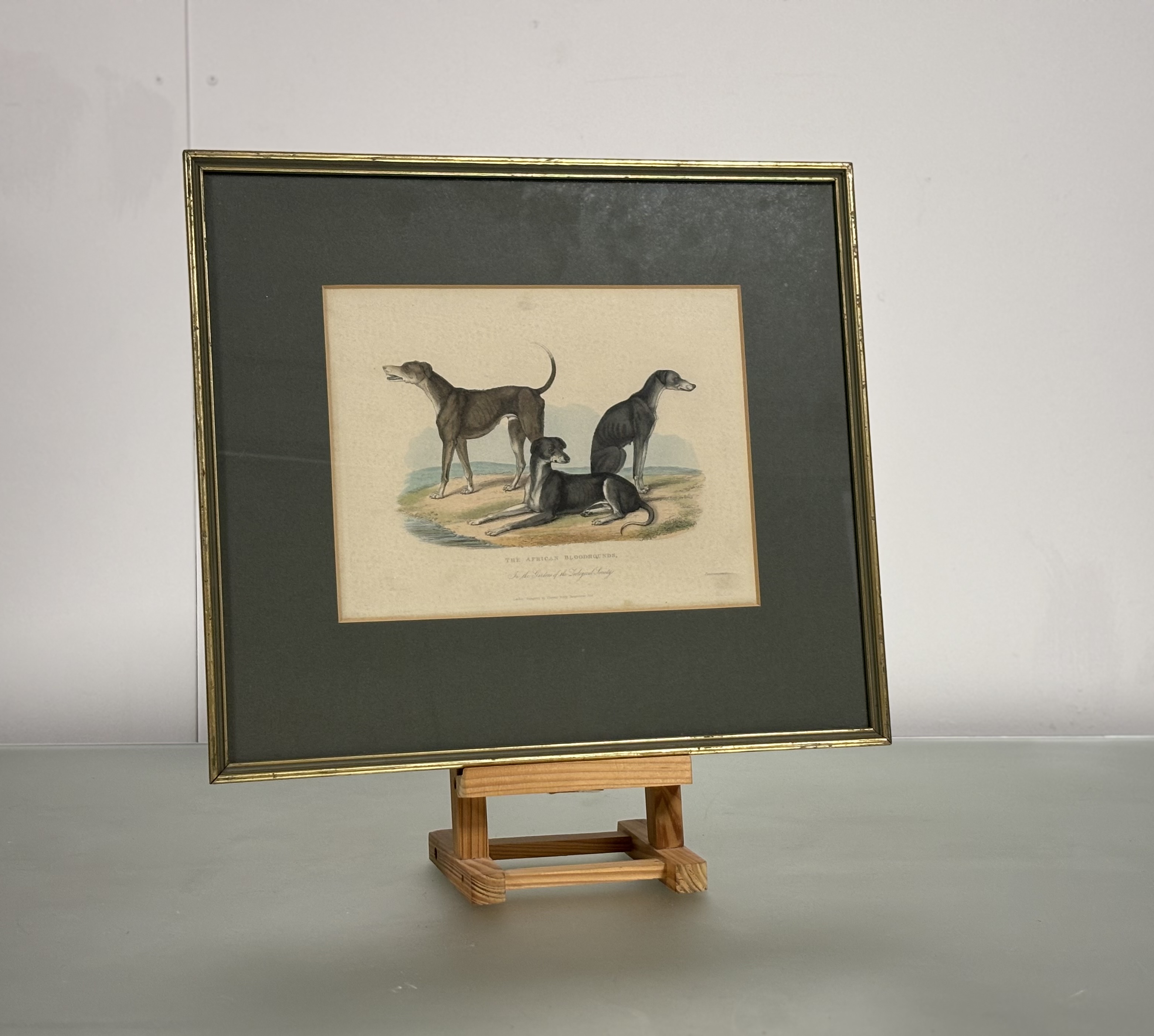 A set of eight Natural History coloured engravings of dogs, big cats and other mammals, c. 1820-