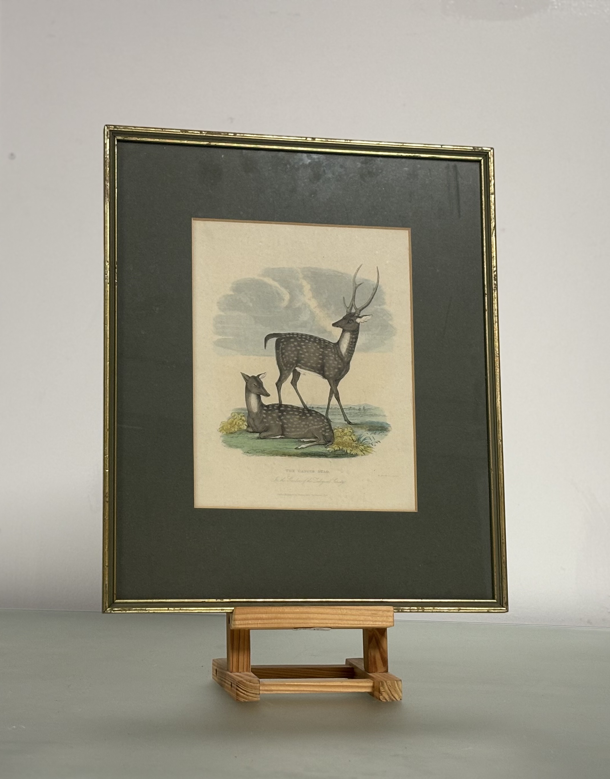 A set of nine Natural History coloured engravings of bison, bears and other mammals, c. 1820-30, - Image 3 of 10