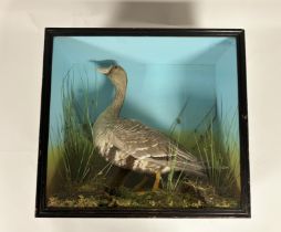 Taxidermy, a full study of a white-fronted goose, late 19th century, presented in a naturalistic