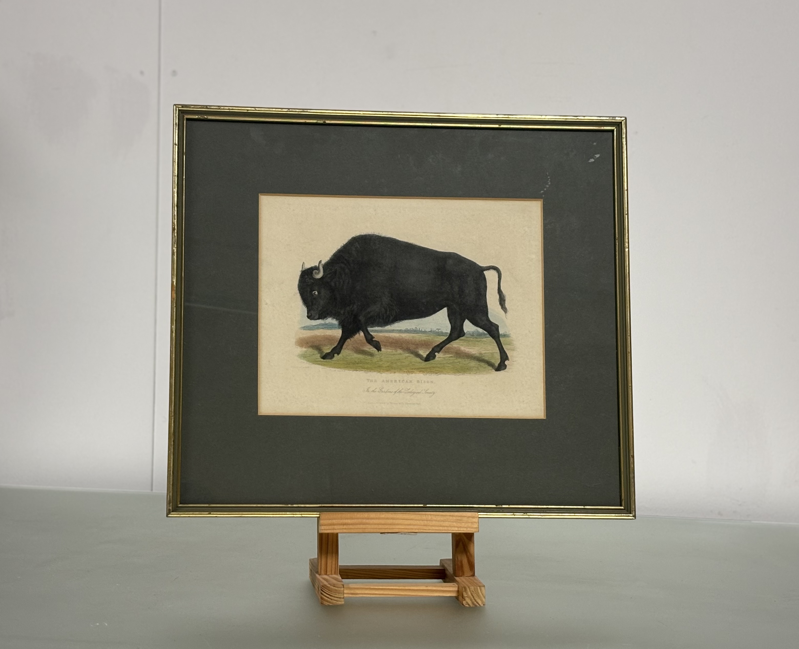 A set of nine Natural History coloured engravings of bison, bears and other mammals, c. 1820-30, - Image 7 of 10