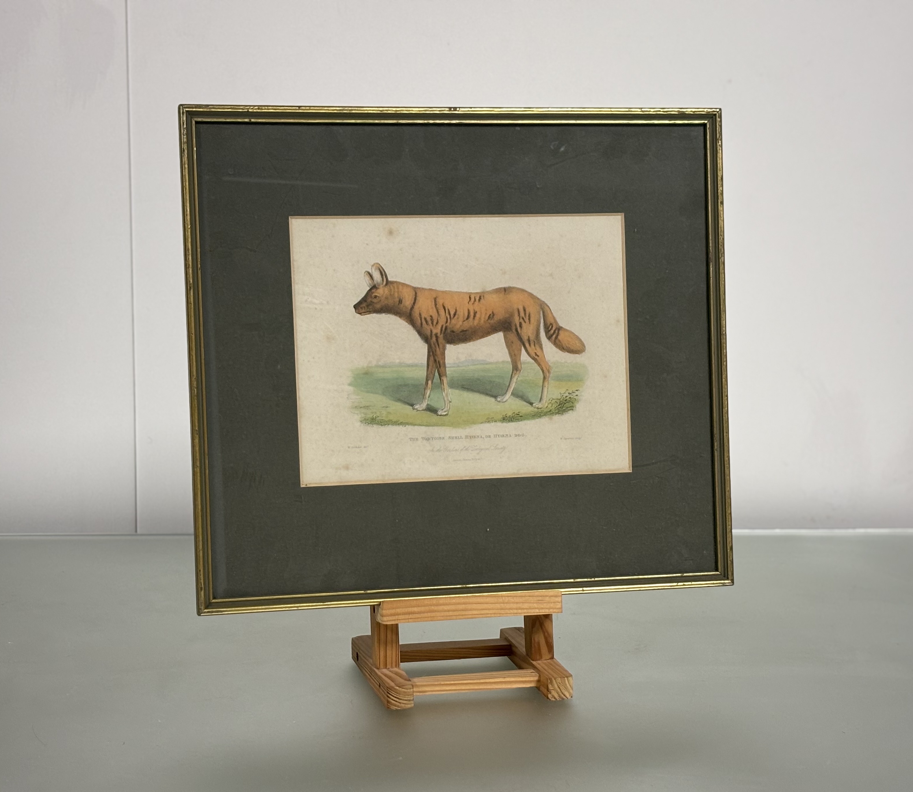 A set of eight Natural History coloured engravings of dogs, big cats and other mammals, c. 1820- - Bild 9 aus 10