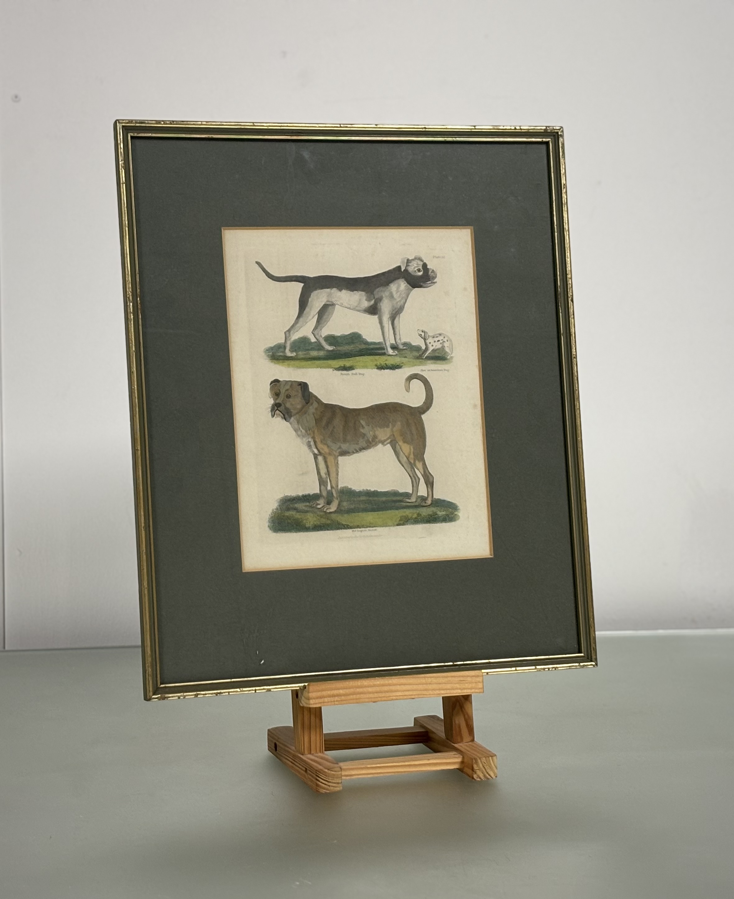 A set of eight Natural History coloured engravings of dogs, big cats and other mammals, c. 1820- - Bild 5 aus 10