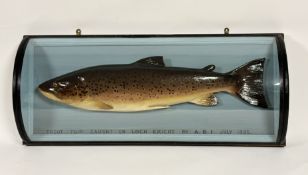 Malloch of Perth, a late Victorian carved and painted presentation trout, titled "Trout 7 1/4 LBS