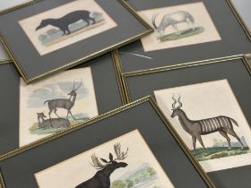 A set of nine Natural History coloured engravings of bison, bears and other mammals, c. 1820-30,