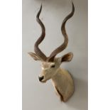Taxidermy, a shoulder mounted study of a greater kudu (Tragelaphus strepsiceros,) mid 20th