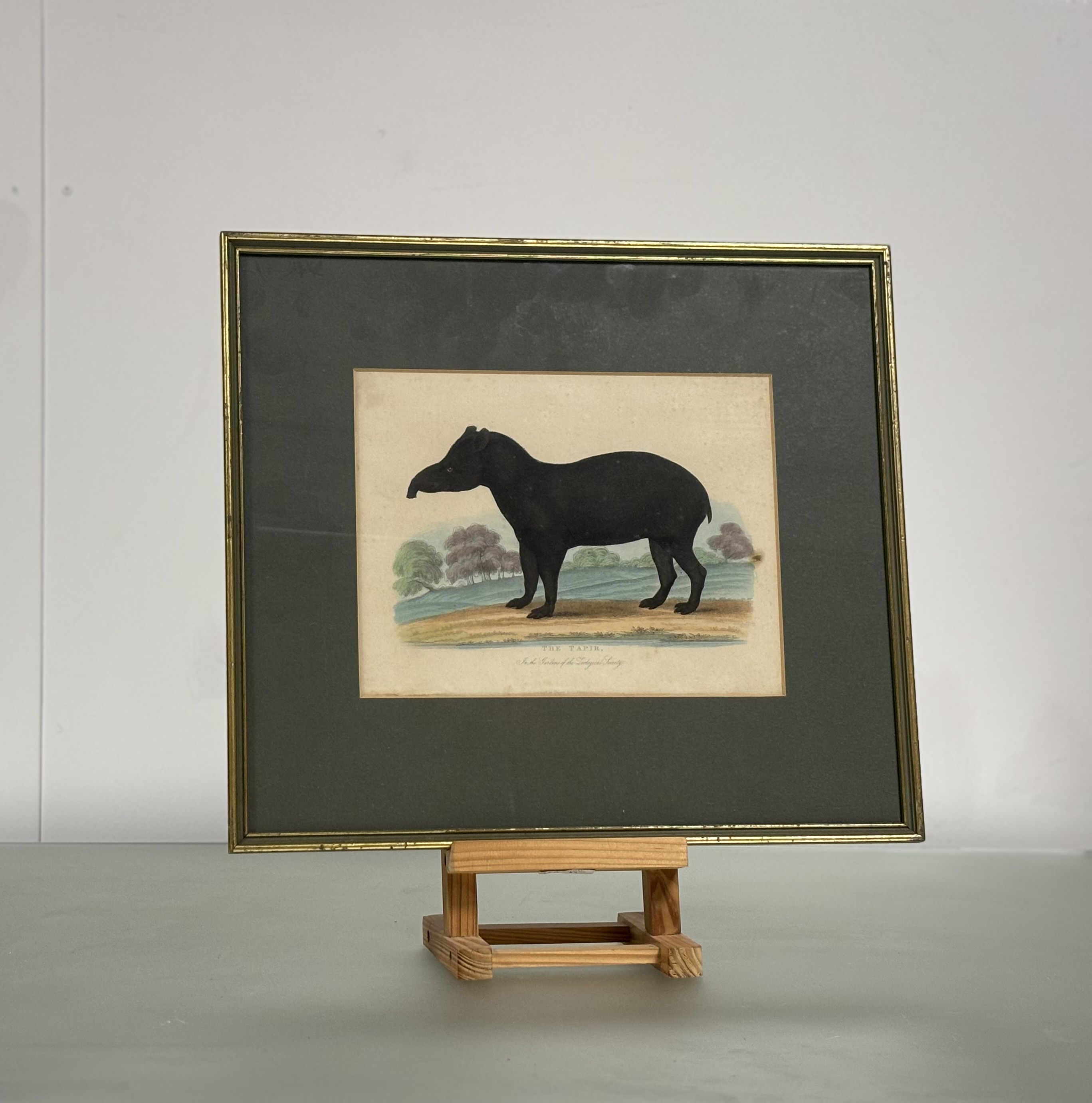 A set of nine Natural History coloured engravings of bison, bears and other mammals, c. 1820-30, - Image 8 of 10