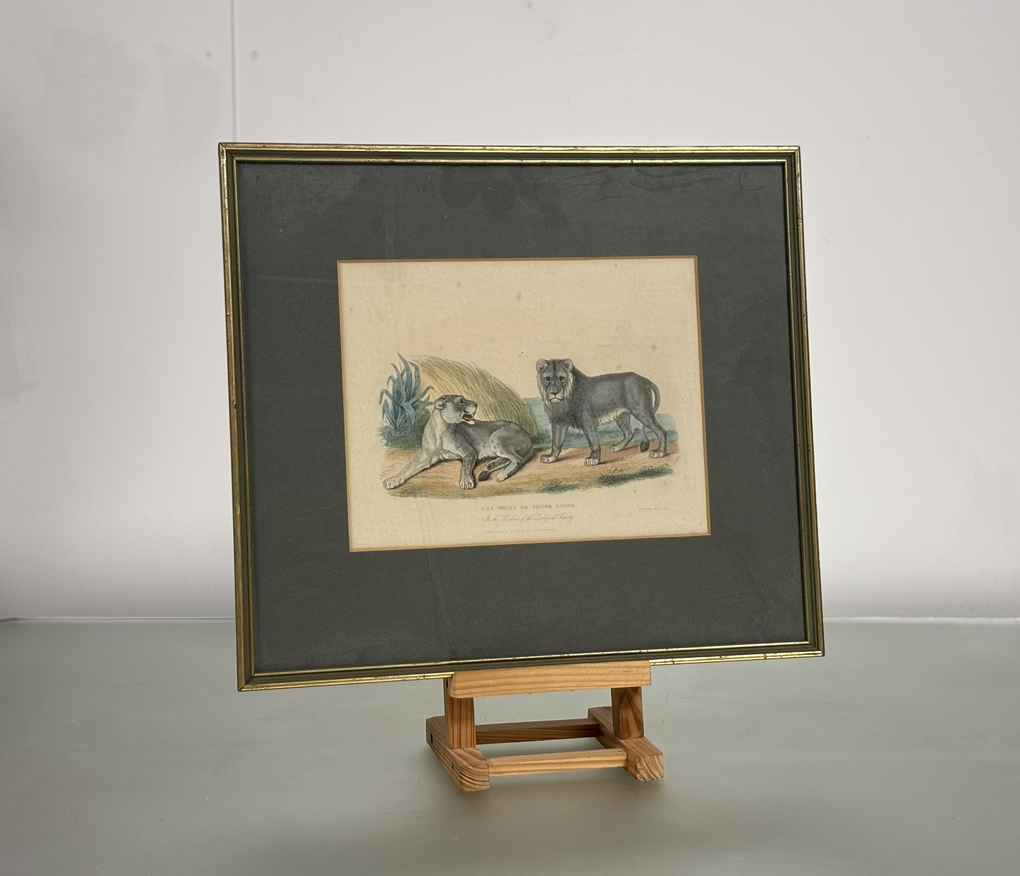 A set of eight Natural History coloured engravings of dogs, big cats and other mammals, c. 1820- - Bild 8 aus 10