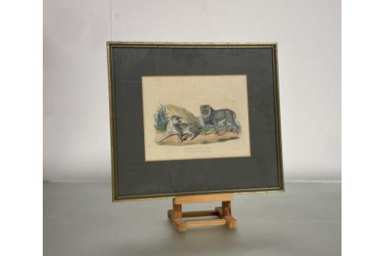 A set of eight Natural History coloured engravings of dogs, big cats and other mammals, c. 1820- - Image 8 of 10