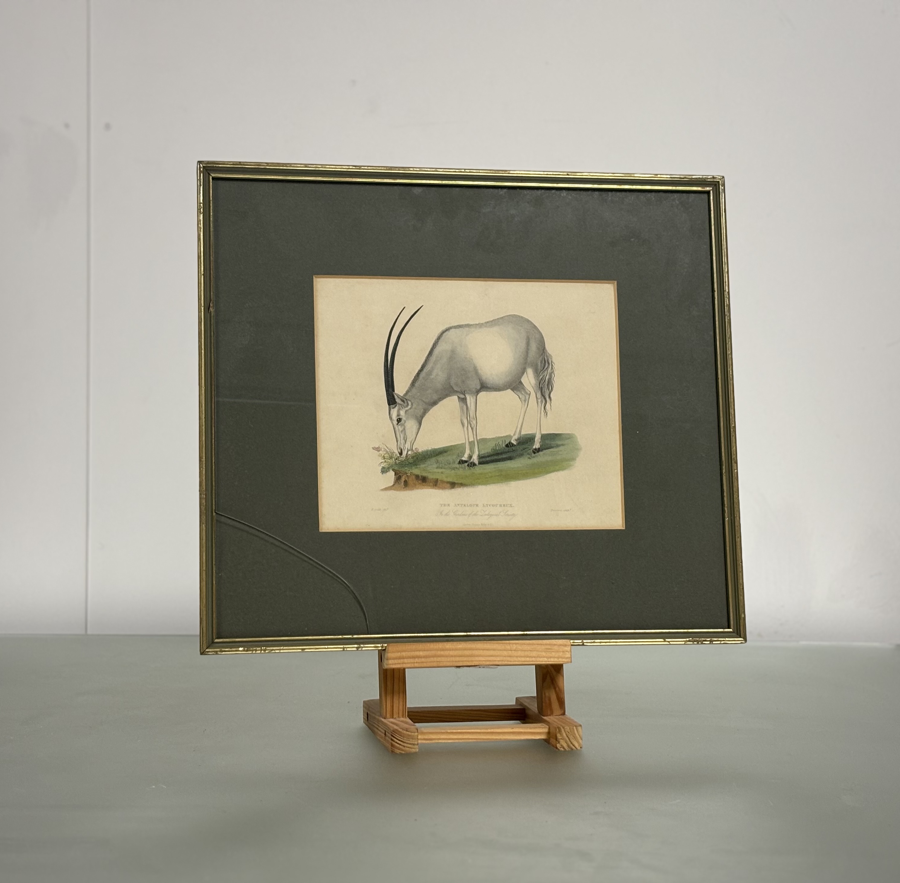 A set of nine Natural History coloured engravings of bison, bears and other mammals, c. 1820-30, - Image 10 of 10