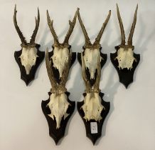 Taxidermy, A set of six part skull mounted row buck antlers, on stained oak wall plaques of shield