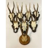 Taxidermy, a group of eight part skull mounted row buck antlers, seven on shield shaped wall plaques