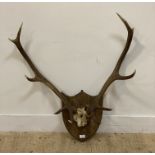 Taxidermy, a pair of ten point stag antlers, on an oak shield moulded plaque.