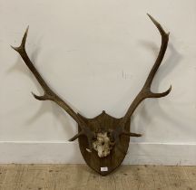 Taxidermy, a pair of ten point stag antlers, on an oak shield moulded plaque.