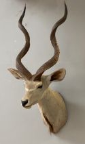 Taxidermy, a shoulder mounted study of a greater kudu (Tragelaphus strepsiceros,) mid 20th