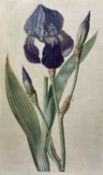 English School, 19th century, Purple bearded iris, watercolour on paper (laid down onto paper) unsig