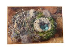 Attributed to William Cruickshank (1848-1922), watercolour - Still life of birds nest, 15 x 23cm, mo