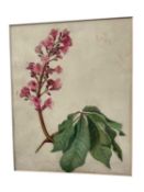 E H Thompson (19th century) watercolour - Study, Horse Chestnut blossom, signed, 32 x 25cm, mounted