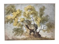 English School, late 18th / early 19th century, Old wizened tree, 23 x 32cm, mounted but unframed