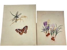 English school 19th century, watercolour depiction of crocuses, 23 x 18cm, together with another of
