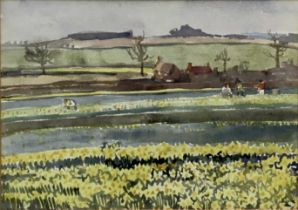 Mary Millar Watt (1924-2023) watercolour - Daffodils at Edgefield, signed, 27 x 36cm, glazed frame